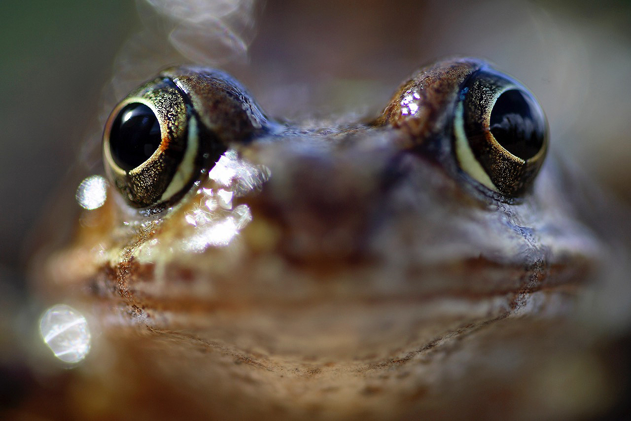 Speaking Out: The Importance of Remaining Honest and True