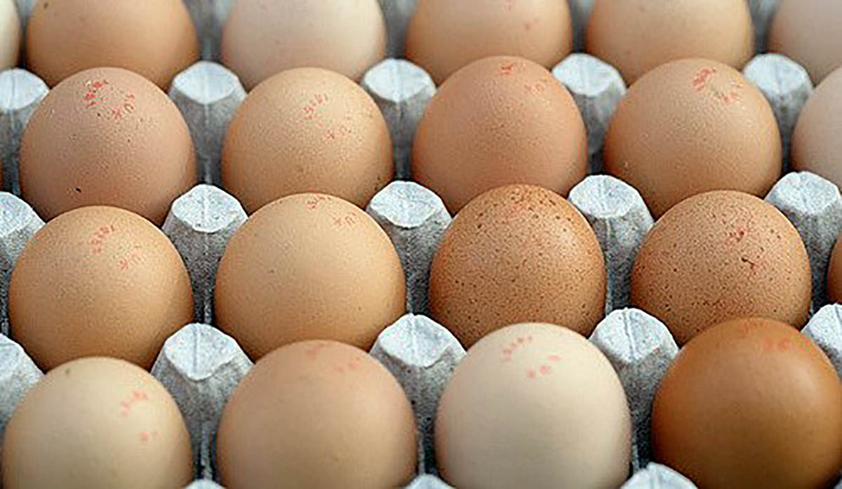 Don’t Talk To Me About Photography! The Chicken and The Egg